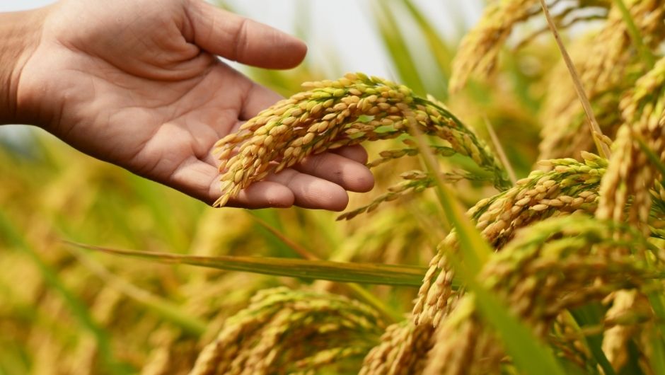 Espigas doradas de arroz en Montero Santa Cruz Bolivia